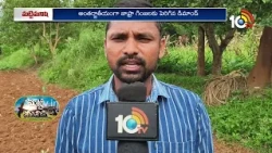 Innovative Farming: Tribals Cultivating Colorful TAVAY |  రంగుల పంటను సాగు చేస్తున్న గిరిజన రైతులు