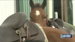 Wild horses program helps Hutchinson inmates prepare for life after prison