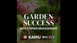 Garden Success — Ask the Plant Doctor: Dry Spots, Lethal Bronzing, Corn Smut, and a Rose Rundown