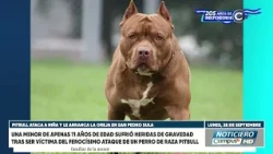 ¡Tragedia en San Pedro Sula! Perro Pitbull ataca a niña de 11 años y le arranca una oreja