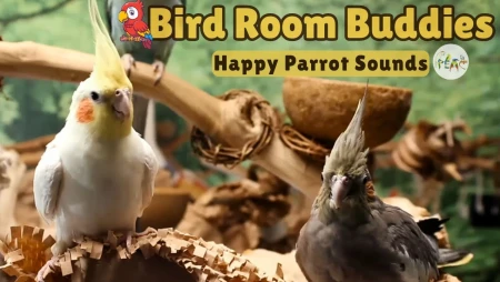 Parrot Town Bird Room Sounds for Happy Birds