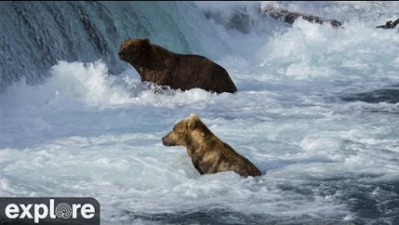 Brooks Falls Brown Bears
